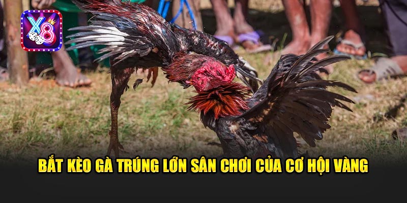 Bắt Kèo Gà Trúng Lớn Sân Chơi Của Cơ Hội Vàng