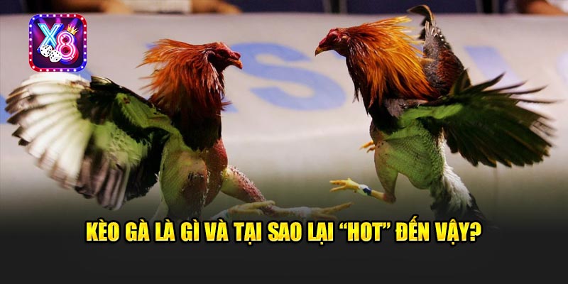 Kèo Gà Là Gì Và Tại Sao Lại “Hot” Đến Vậy?