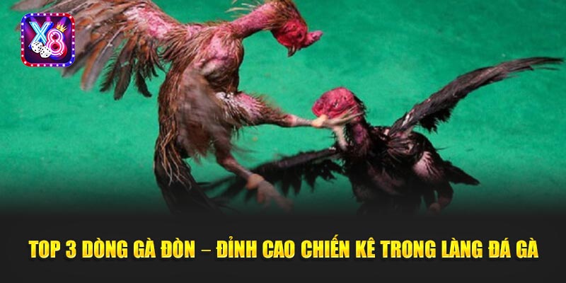 Top 3 Dòng Gà Đòn – Đỉnh cao chiến kê trong làng đá gà